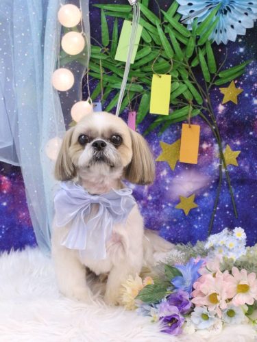 20250706ちょびくん